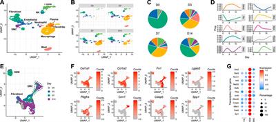 Acute injury to the mouse carotid artery provokes a distinct healing response